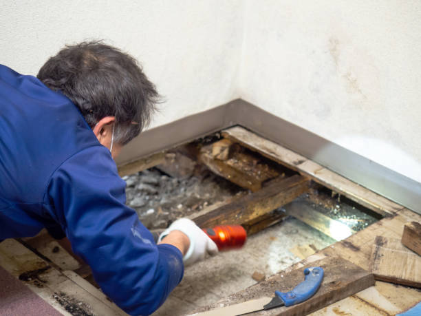 Best Emergency Mold Remediation in Aberdeen, OH