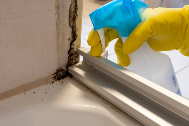 Best DIY Mold Remediation Support Services in Aberdeen, OH